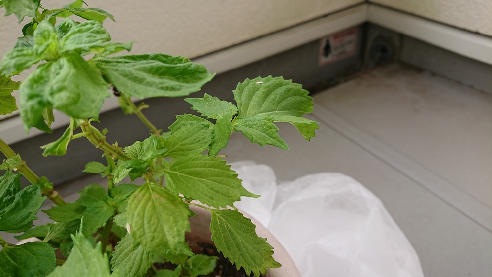 大葉につく虫 についてベランダで鉢植えに大葉を栽培しているのです Yahoo 知恵袋