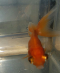 うちの金魚はポップアイでしょうか 写真の判断と治療方法を教えてください Yahoo 知恵袋
