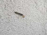 家の外の壁にカゲロウ？らしき虫がいました。

調べても良く分からなかったので、分かる方いましたら教えてください。 