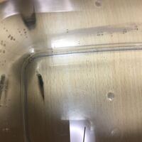 今飼育しているラミーノーズテトラが白点病にかかってしまったのですが 鷹の爪を Yahoo 知恵袋