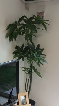この人工観葉植物の名前を教えてください パキラの葉っぱに似てると思っ Yahoo 知恵袋