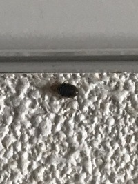 最近部屋に小さい虫を見るようになりました 潰してみると真っ赤な血が出るのですが 教えて 住まいの先生 Yahoo 不動産