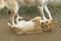 犬3つの漢字で何と読むのでしょうか 犬犬犬です 猋 ヒョウ です Yahoo 知恵袋