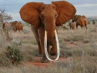 アフリカゾウより強い動物はいますか 人間じゃ素手では束になっても Yahoo 知恵袋