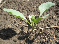 キャベツを育てていますが 写真のように子葉の色が少し黄色がかってきました Yahoo 知恵袋