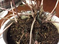 シクラメンの茎が全部垂れてしまいました 復活方法ありますか Yahoo 知恵袋