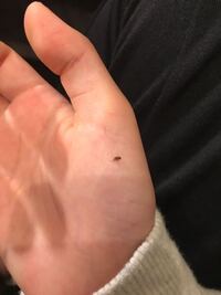 冬なのにコバエが大量発生してしまいました インコを飼っており そ Yahoo 知恵袋