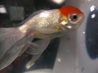 金魚のヒレの充血が治りません 職場で飼っている金魚が一匹マツカサ病と Yahoo 知恵袋