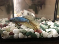 ベタの便秘対策を教えてください 普段餌は10粒程度でひかりベタアドバンスをあげ Yahoo 知恵袋