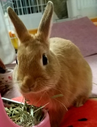 うさぎについて ミニウサギ 雑種 は馬面になる場合が多いですよね 顔 Yahoo 知恵袋