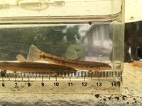 右側のどじょう が左側にいるどじょうと色々違いが見受けられるのですが 種類 Yahoo 知恵袋