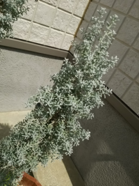 これは何という植物でしょう 前から家にあって元気に育ってくれているの Yahoo 知恵袋