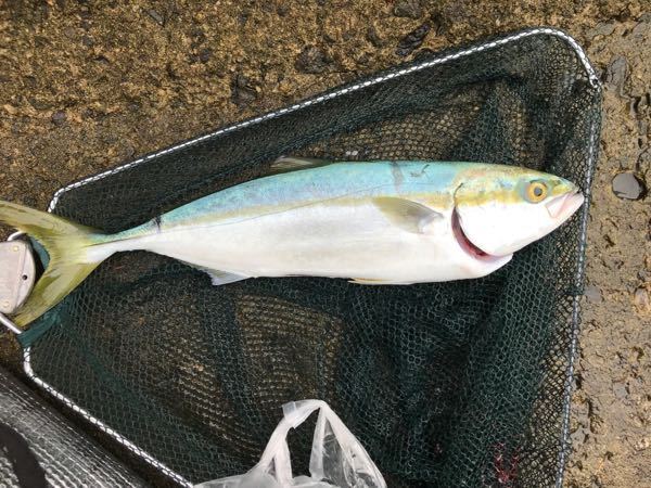 この魚はブリ ヒラマサどちらの稚魚ですか お ヒラマサの幼 Yahoo 知恵袋