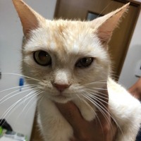 今日起きたらうちの猫ちゃんが片目半開きで涙目になっていました Yahoo 知恵袋