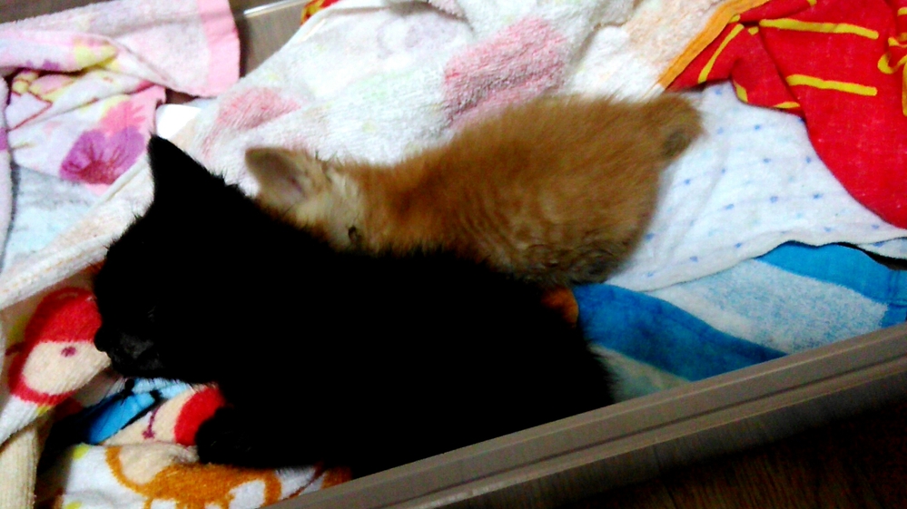 猫を飼っている一人暮らしの方へu2026すばり、猫を飼うことはどれぐ 