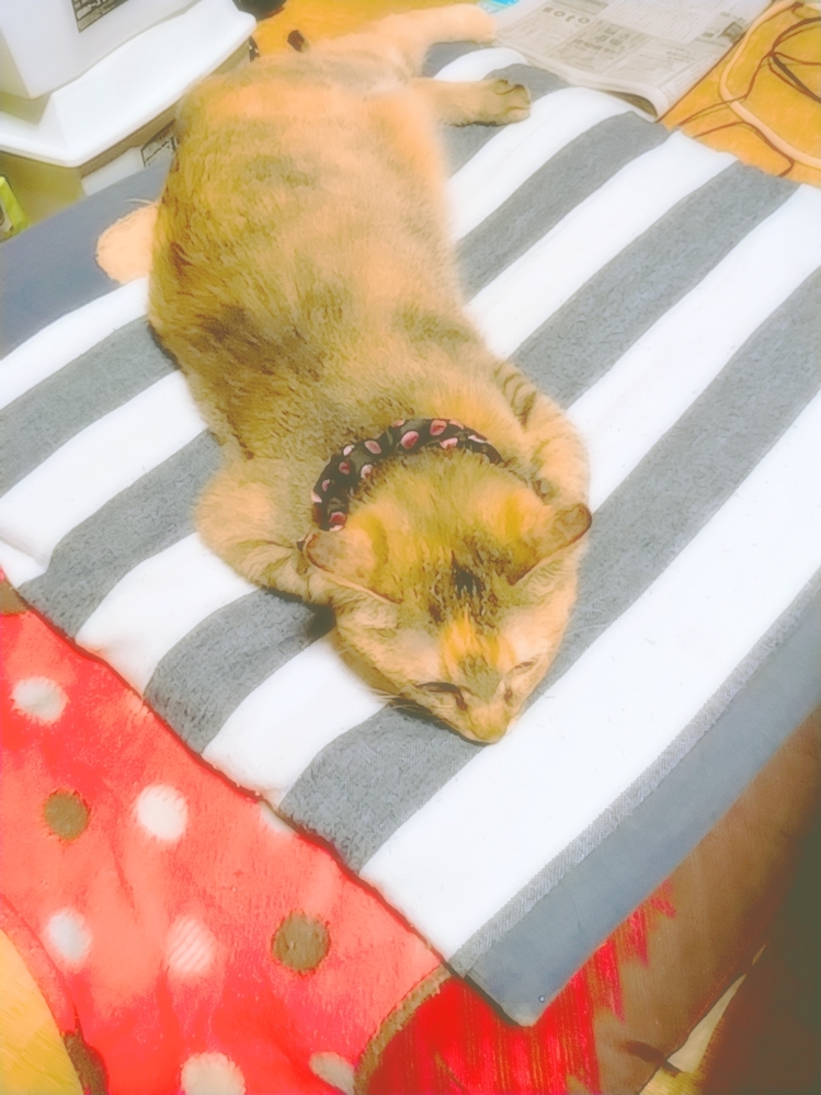 自宅での皮下点滴に苦労してます（涙）我が家には腎不全の猫（９歳 