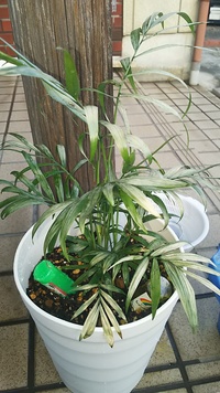 月曜日に買ったテーブルヤシの件です植え替えをして二日目 葉が白くなってしま Yahoo 知恵袋