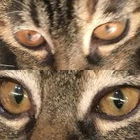 猫の瞳の色が定まるのは何ヵ月くらいから 猫の瞳の色が定まるのは何ヵ月 Yahoo 知恵袋