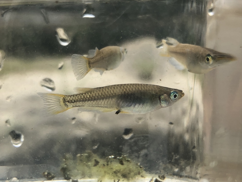 今子供と来てる近所の川ですくいました。これってメダカ？川魚 
