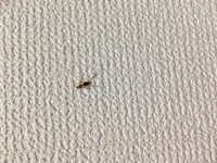 先程質問したのですが こちらの画像の羽アリです クロアリの羽アリ Yahoo 知恵袋