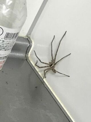 家に出没する大きい蜘蛛なのですが すごく足の速い蜘蛛をアシ Yahoo 知恵袋