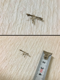 冬なのに部屋に小さい虫がいます 黒くて飛ぶ小さい虫です大きさは3mmく Yahoo 知恵袋