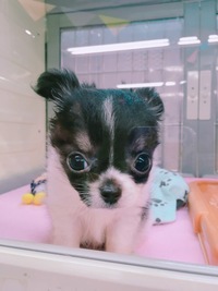 犬のお風呂の頻度は 今現在チワワを飼っています 生後5 Yahoo 知恵袋