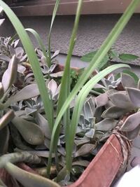 メダカの屋外飼育での隠れ家についてメダカを屋外飼育されている方 水草や水生 Yahoo 知恵袋