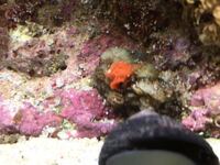 ライブロックに突如このような赤いものが出始めたのですが何者でしょう Yahoo 知恵袋