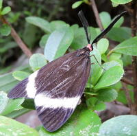 何という虫でしょうか 10月3日庭 千葉県 に珍しい蛾みたいなのが飛んでお Yahoo 知恵袋