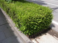 家の回りや道路にある こんな四角の草 はなんと言うんですか Yahoo 知恵袋