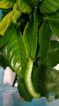 これはオオスカシバの幼虫でしょうか それとも柑橘の葉っぱを食べていたので別 Yahoo 知恵袋