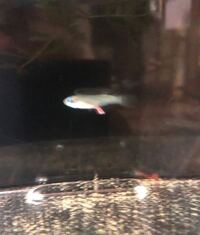 熱帯魚のランプアイについて 36センチスリム水槽でランプアイ Yahoo 知恵袋