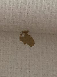 蛾の卵、幼虫についてです。 日曜日に玄関の壁と天井の境くらいに直径2cmほどの薄茶っぽい染みを見つけ(画像)、なんだろうと不思議に思いながらも放置しました。

2日後、火曜日にキッチンの天井、やはり壁付近に同じくらいの大きさのもう少し濃い色の染みを見つけました。

あれ、と思い玄関を確認すると玄関の方の染みは無くなっていました！

怖くなりましたが、まさかただの染みとしか思えず放っておきまし...