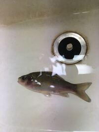 先日 川で魚をとっていたら ギンブナのアルビノ っぽい魚が取れま Yahoo 知恵袋