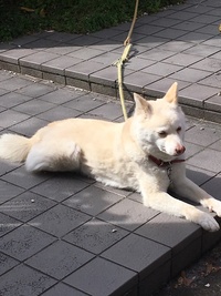 この犬白柴だと思いますか 和系の雑種 白い柴犬はミスカラーだからま Yahoo 知恵袋