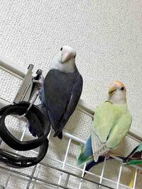 写真のコザクラインコの色変わりの品種を教えてください 最近生後2ヶ月のコザク Yahoo 知恵袋