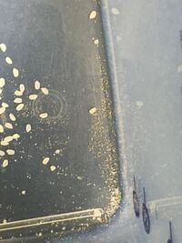米を保管しているところにでたんですけどこれ何ですか ノシメマダラメイガの幼 Yahoo 知恵袋