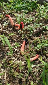 ママ友が公園でこの様な植物を見つけたそうなのですが 何か分かりま Yahoo 知恵袋