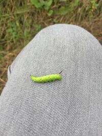 スズメガの幼虫ですか ウンモンスズメでしょう Yahoo 知恵袋