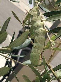 芋虫を発見しました 今日庭のオリーブの木に変な芋虫がついてました Yahoo 知恵袋