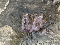海にいた これはなんの生き物でしょうか クラゲみたいにブヨブヨしていて 丸 Yahoo 知恵袋