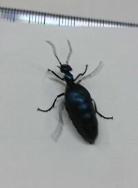 この虫はなんでしょう 顔はアリみたいなのに青くて大きいです 羽の名残のよう Yahoo 知恵袋