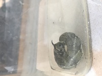最初蛇かと思いましたが ガの幼虫とかでしょうか １本ツノが生えており体のサ Yahoo 知恵袋