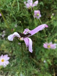 小学校４年の国語 一つの花 について 子供が学校で ひとつの花と言 Yahoo 知恵袋