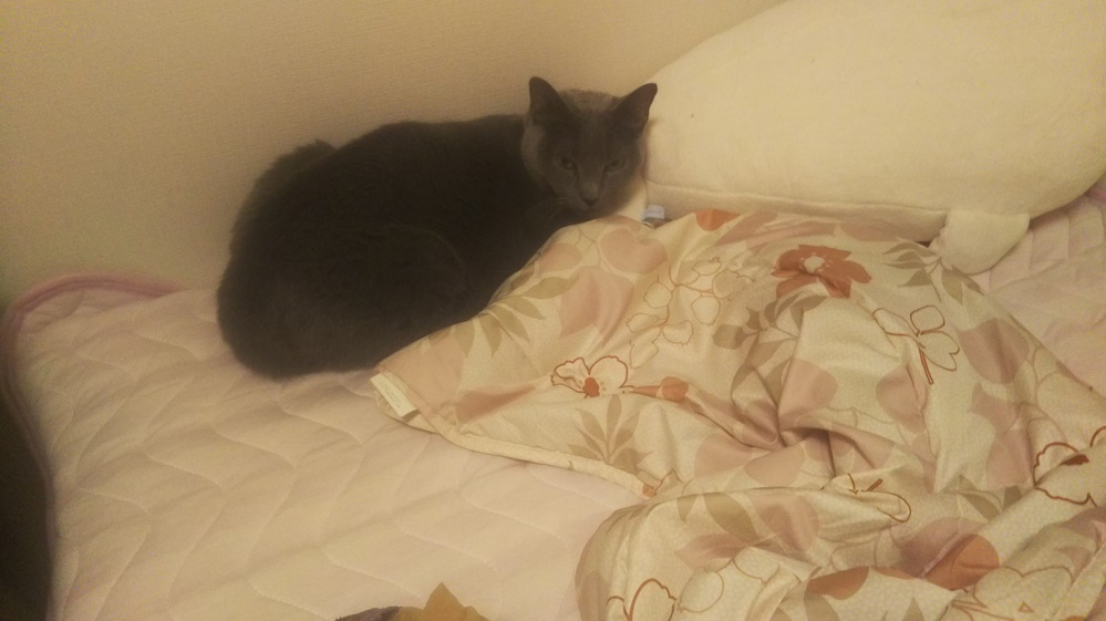 猫のグラスアレルギーについてです。オリヅルランを必ず吐きます 