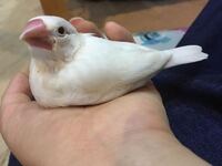 今日お家に来た文鳥 2ヶ月 なんですが くちばしが紫にかんじます お Yahoo 知恵袋