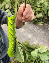 ベランダのバジルに青虫を見つけました 体長4センチくらいの緑色で 元気に葉を Yahoo 知恵袋