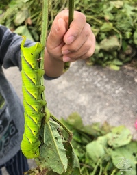 青虫の幼虫これは何の幼虫でしょうか アゲハ蝶かと思っていたのですが 蛾なの Yahoo 知恵袋