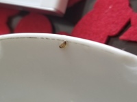 パスタの麺について質問です 久しぶりにパスタを茹でようとしたら そのパスタ Yahoo 知恵袋